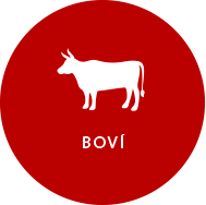 bovi